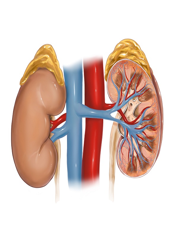 Adrenal Insufficiency