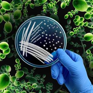 Invasive mould disease: A critical concern for immunocompromised patients